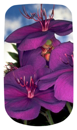 DAROYAL-025 Purple Roadsidea